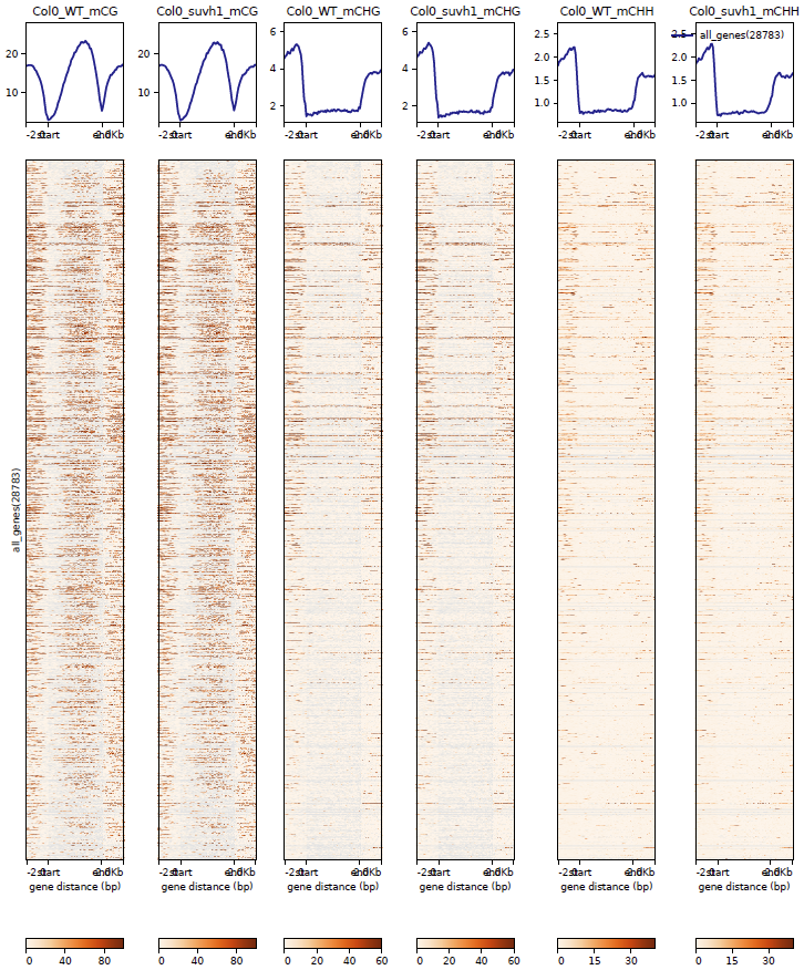 Heatmap_sorted__regions__mC__epicc__ColCEN__all_genes